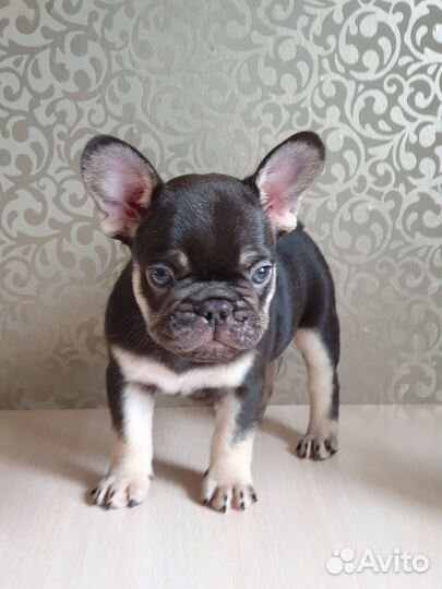 Французский бульдог щенки шоколад