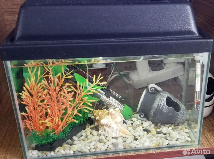 Аквариум