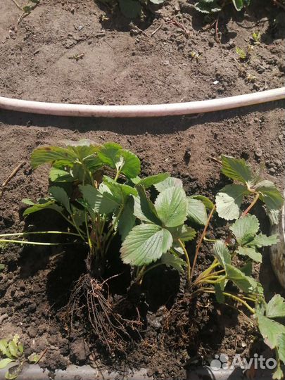 Рассада клубники (малина, ежевика)