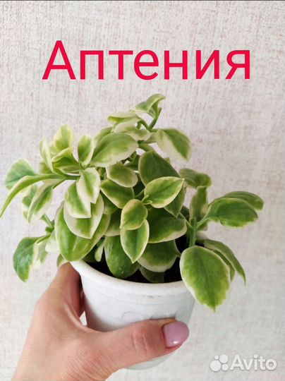 Аптения вариегатная