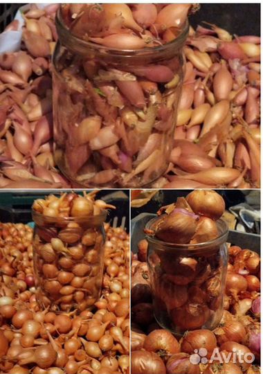 Лук для посадки