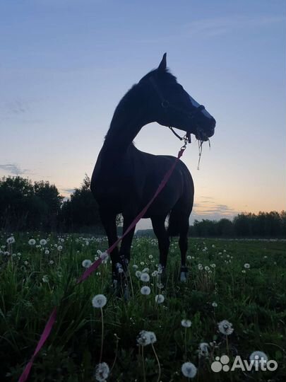 Аренда лошади конкур