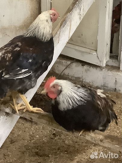 Петух загорской-лососевой