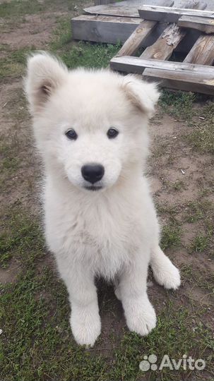 Самоед щенки