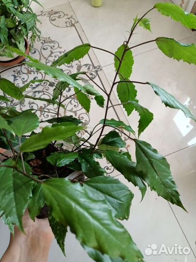 Гибискус или китайская роза