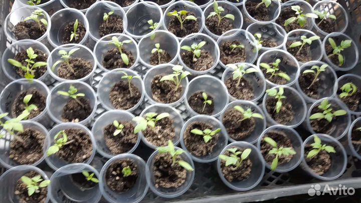 Рассада помидоров томатов