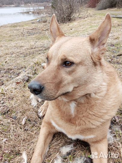 Собака в добрые руки отдам бесплатно