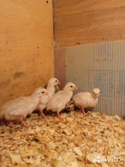 Цесарята. Цесарка волжская белая