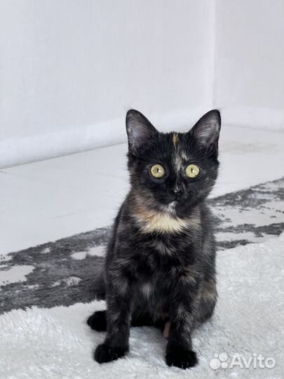 Трехцветный Котенок. Пишите, очень нужен дом