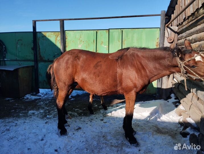 Кобыла с жеребенком