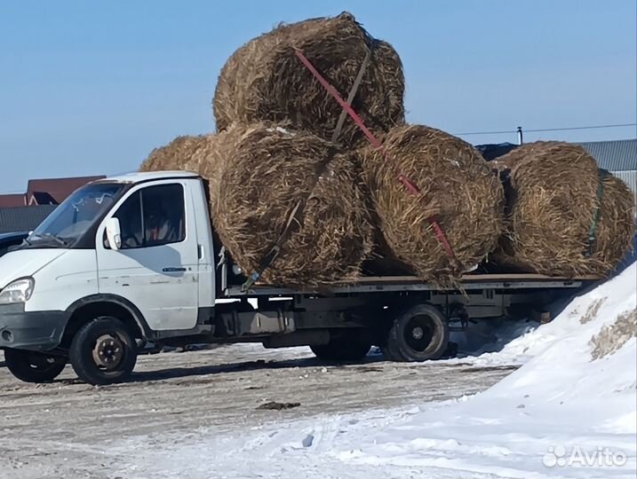 Продам сено в рулонах