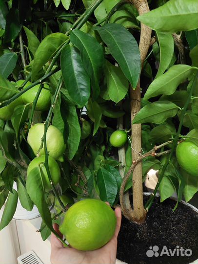 Лимоны, каламондины черенки