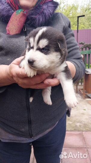 Щенки хаски