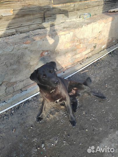 Отдам в добрые руки лабрадора