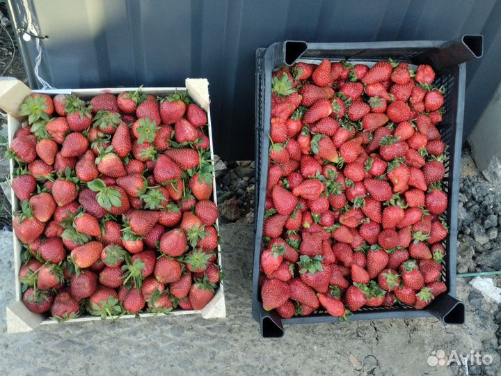 Клубника свежая оптом с доставкой