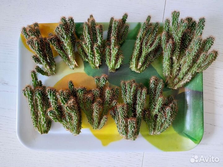 Скальный кактус отдам за шоколадку Милка