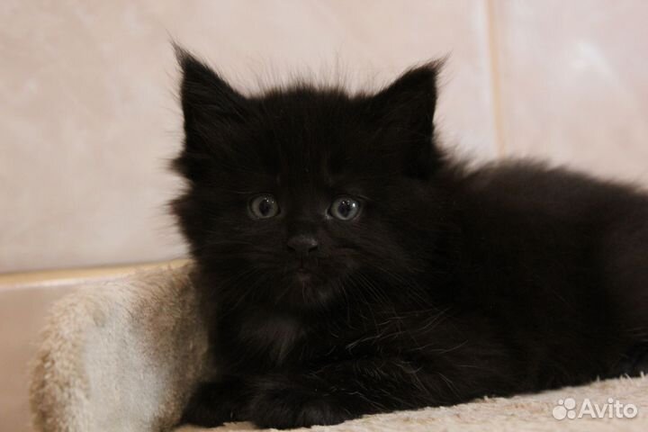 Котята мейн-кун