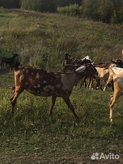 Коза нубийская