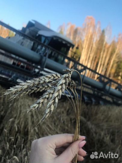 Пшеница, Овес, ячмень, горох, лен, соя