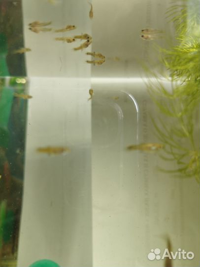 Продам мальков гуппи