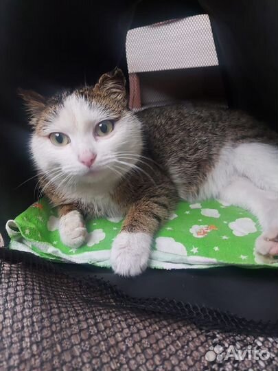 Молоденькая кошечка