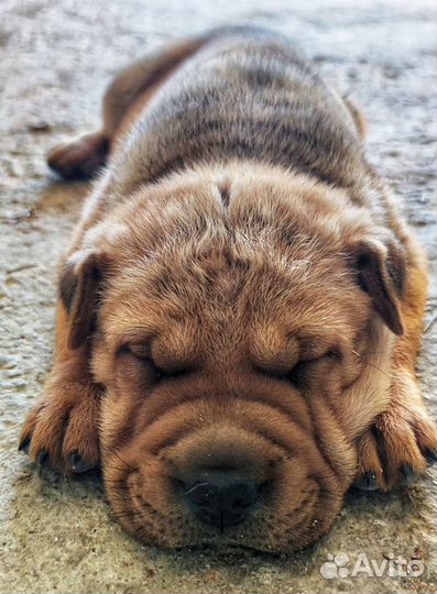 Щенки шарпей