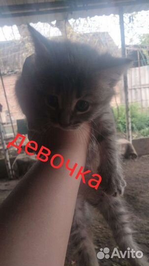 Котята в добрые руки бесплатно