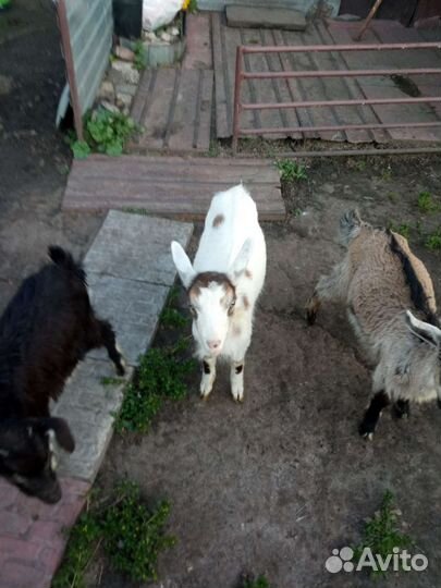 Козлята