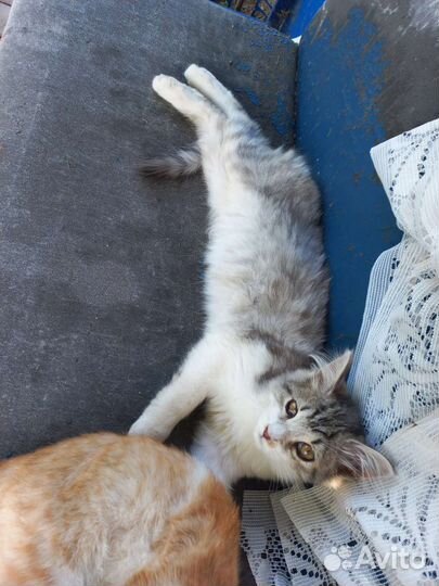 Котята