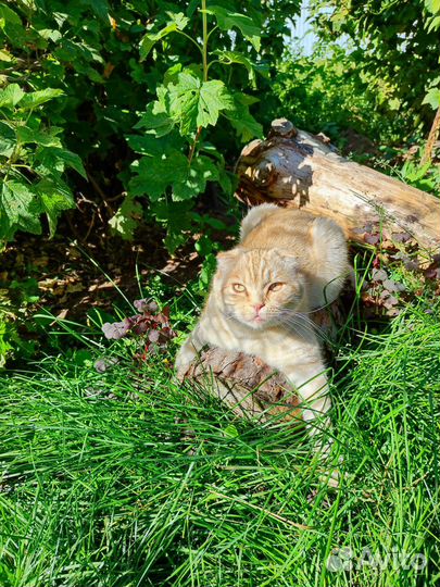 Британская вислоухая кошка