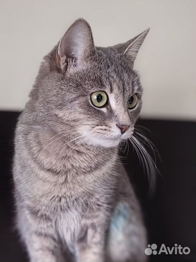 Кошка