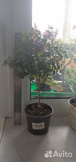 Мирт, размеры на фото