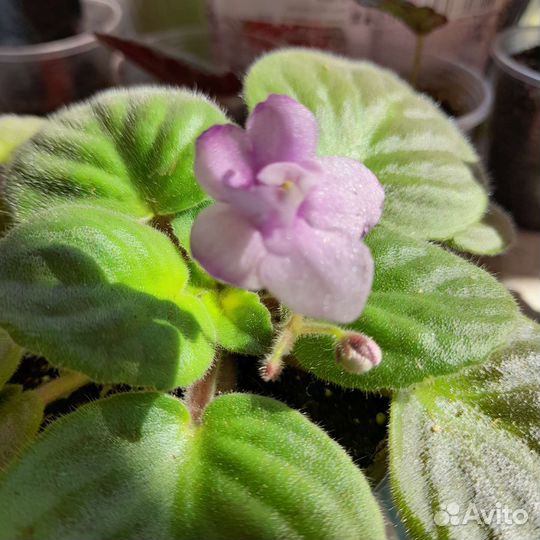 Детка фиалки с цветом