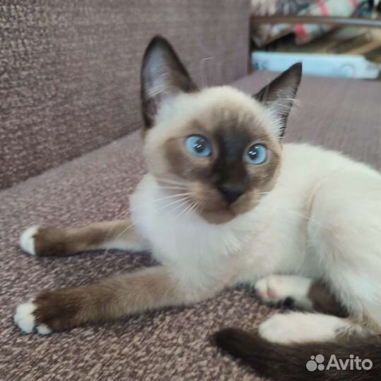 Котята фенотип Сноу Шу