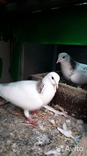 Голубей Армянские мраморные шейки