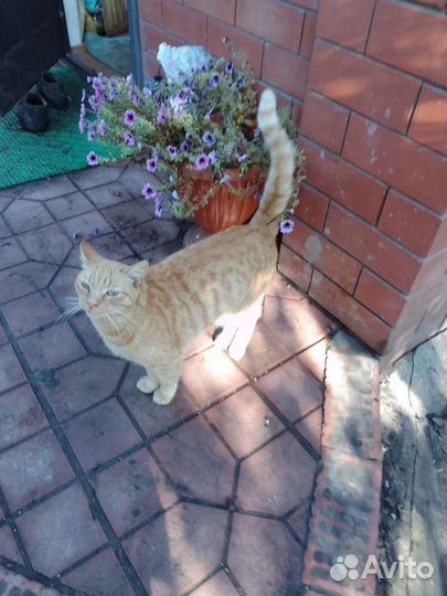 Котик в добрые руки