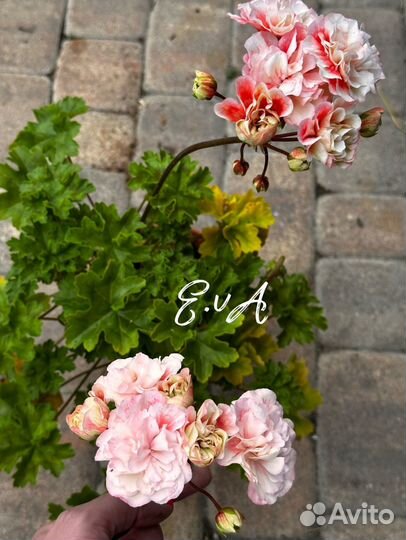 Пеларгония герань Алиенора Аквитанская, Профитроль