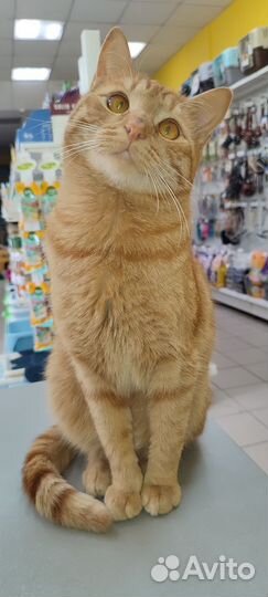 Кот в добрые руки