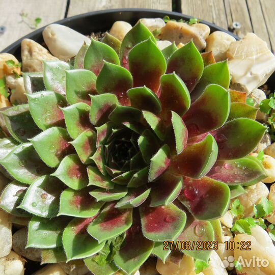 Молодило сортовое