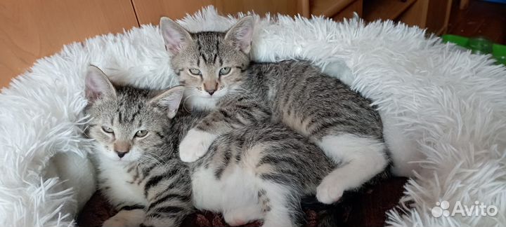 Котенок 2 месяца