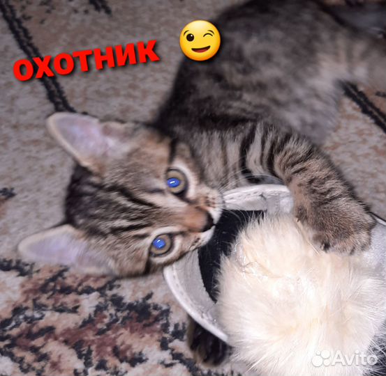Котенок-полукровка, мальчик