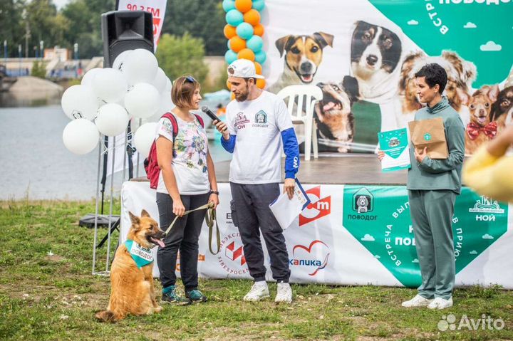 Дрессировка собак / Перевод на вдтп / Массаж