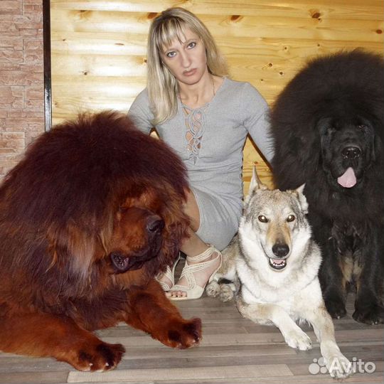 Мастифа тибетского щенков китайских премиум-линий