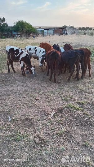 Телочки,бычки,местных коров