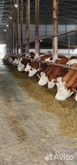 Нетели,Телки.Симентал