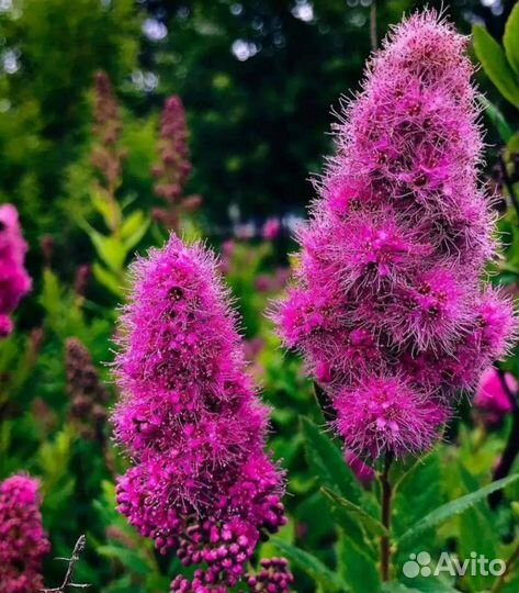 Гортензия, Сирень, Спирея, Малиноклен, пионы