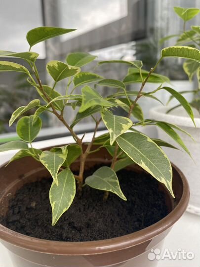 Фикус бенджамина кинки