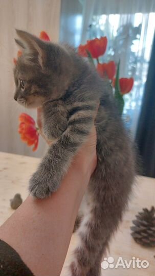 Отдам котенка в добрые руки