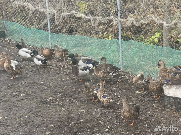 Подсадные утки