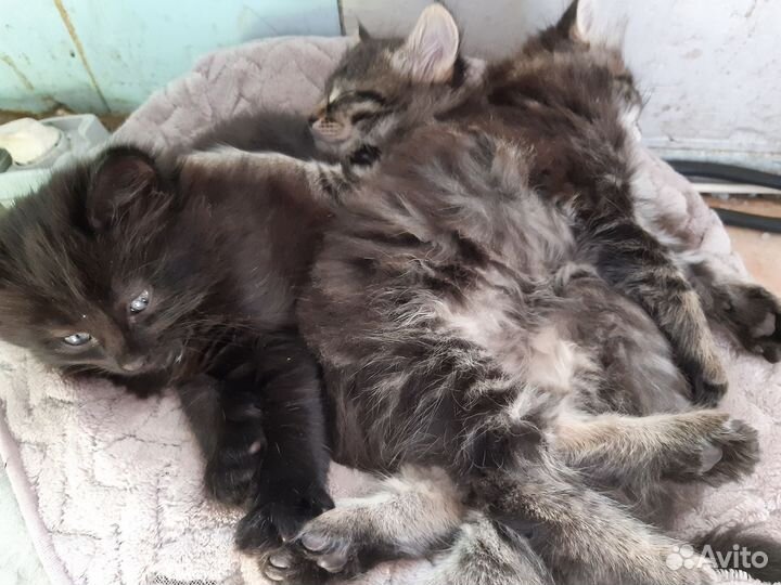 Котята от норвежской лесной кошки
